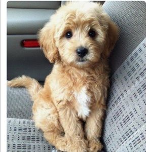 Meet your Posher, Barbara